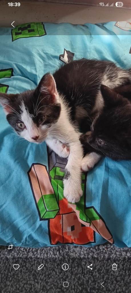 Kittens available