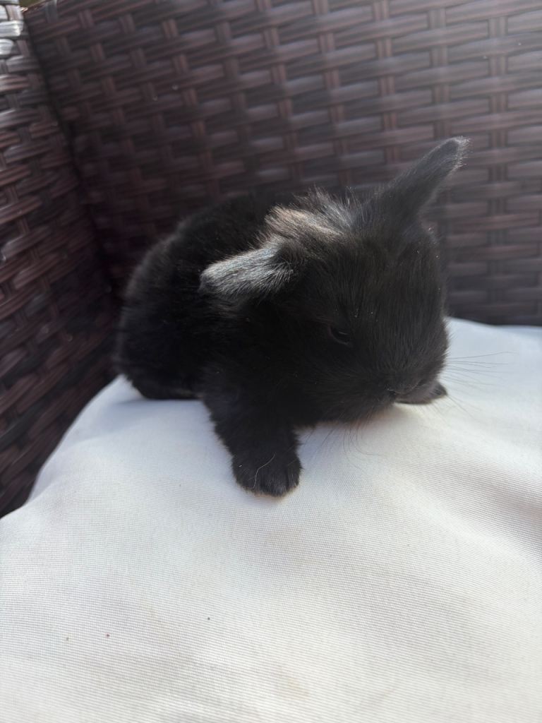 3 Beautiful Mini lion lop baby bunnies 