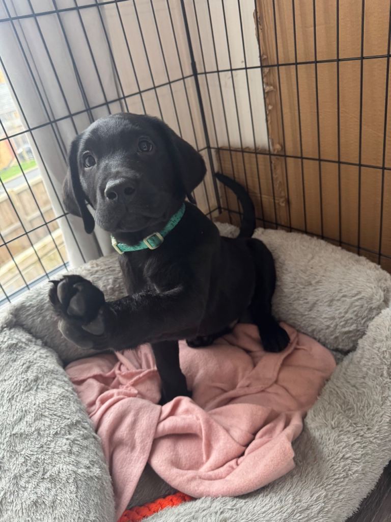 labour retriever puppy 