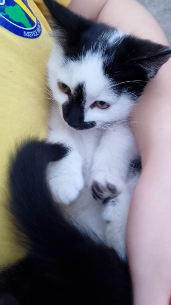  Beautiful Black & White Kittens – Ready to Leave Now!