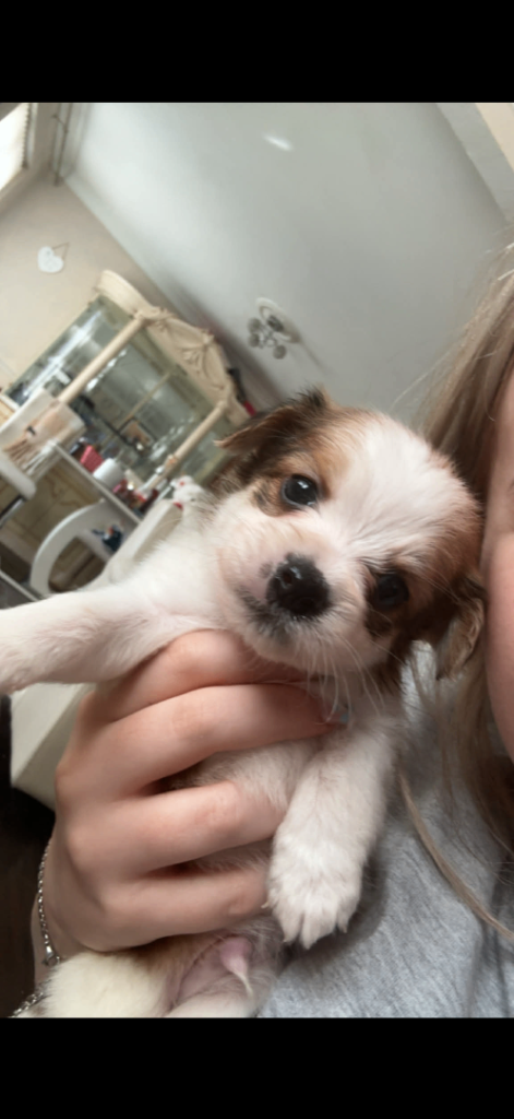 Beautiful Pomeranian x only 3 left)