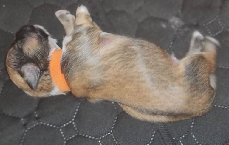 Lhasa apso boy puppies for sale