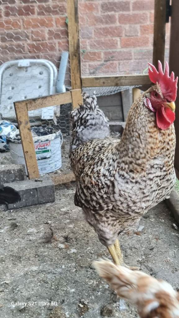 Chicken