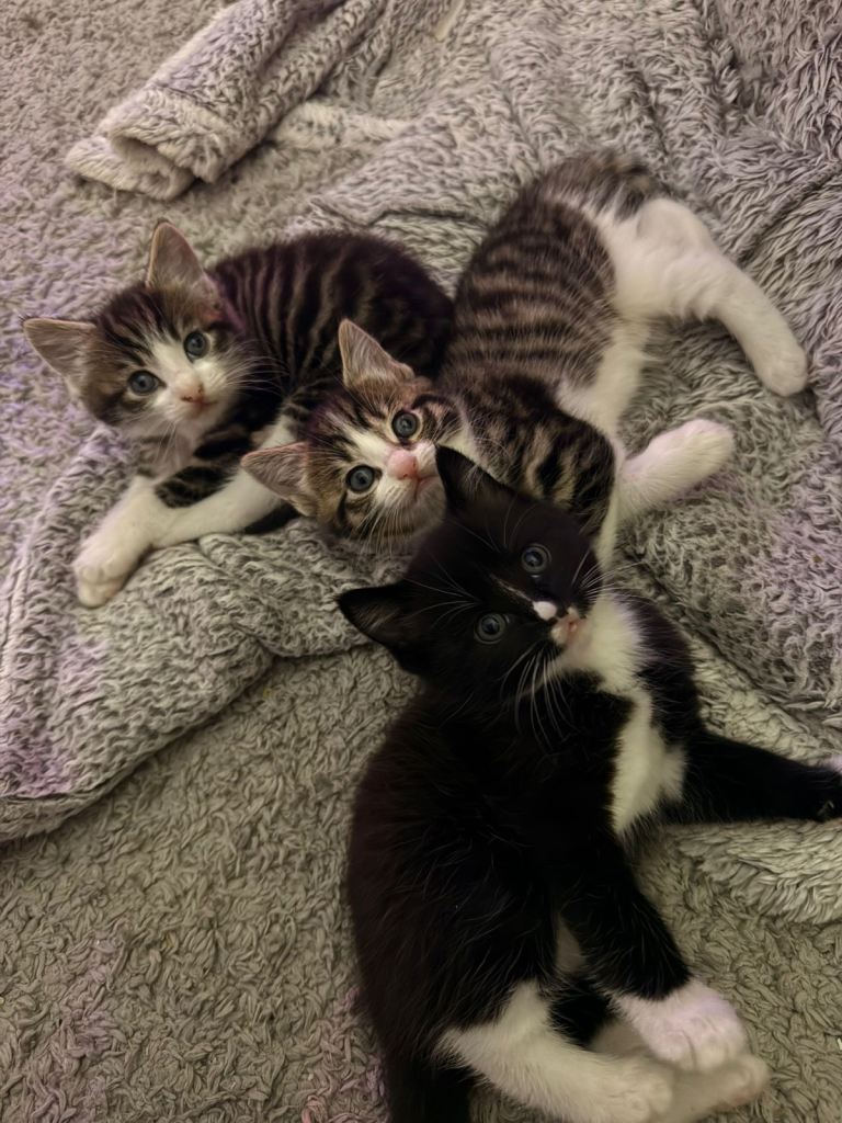 3 Cute Kittens Ready for sale