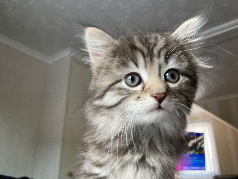 Beautiful Female Tabby Kitten for Sale