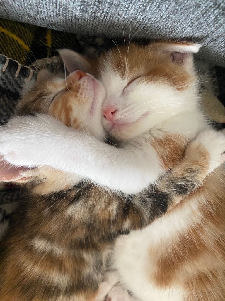 9 wk old kitten 