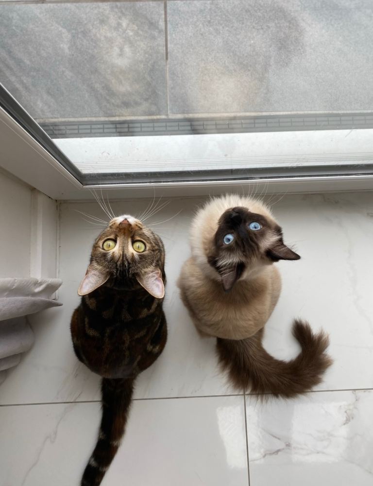 Loving home wanted for a beautiful pair of indoor cats ❤️