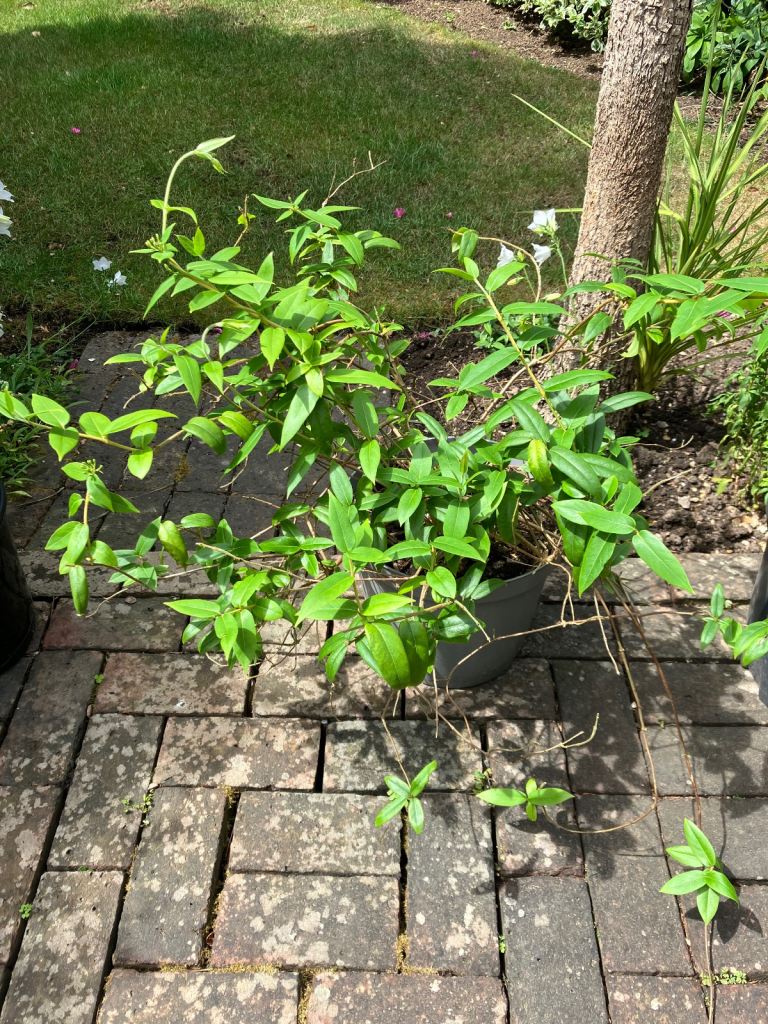 Large Honeysuckle plant. £30. Collect Chichester 
