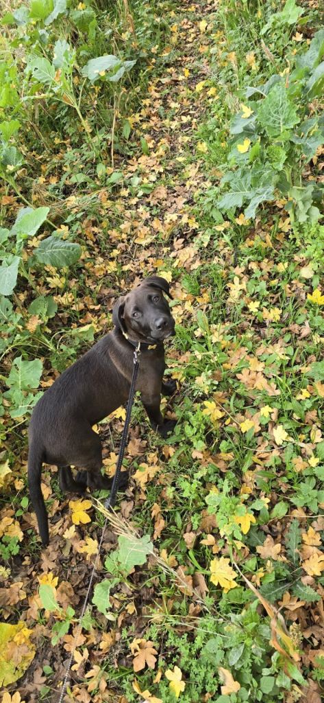 7 month old male cane corso x lab 