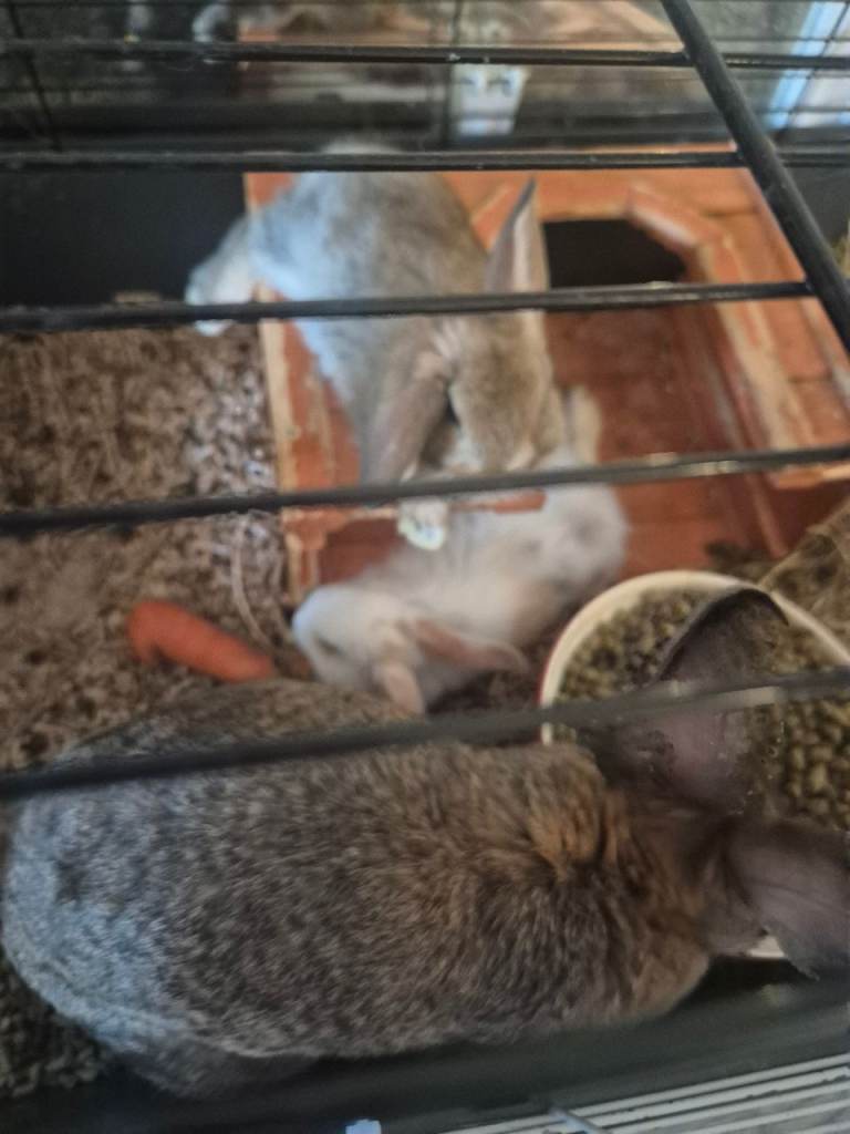 Baby bunnies