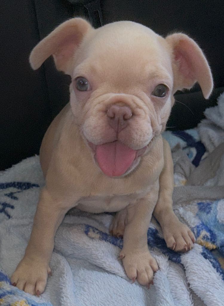 2 French bulldog puppies KC reg