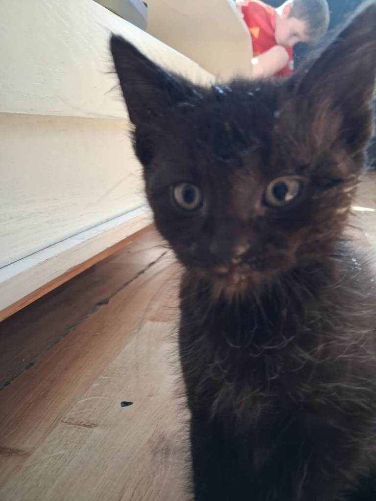 6 kittens for sale £50 each