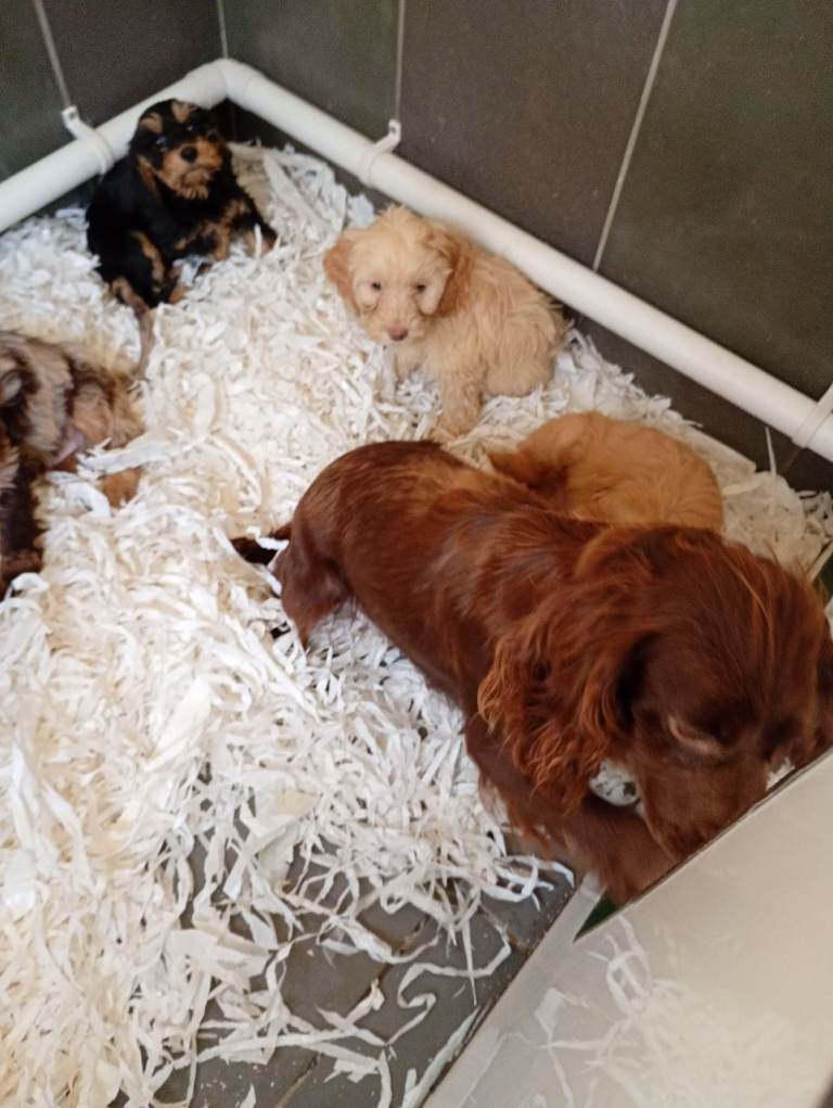 Cockapoo puppies 