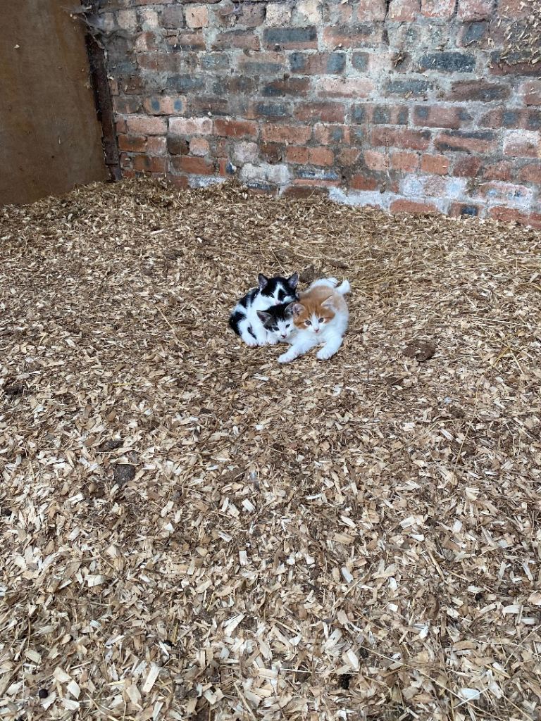 Beautiful Kittens 
