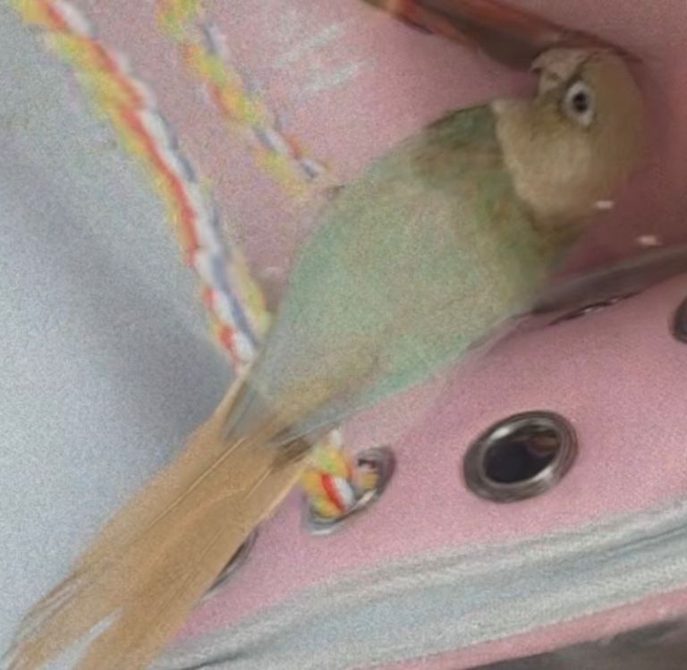 2 beautiful young trainable conures 