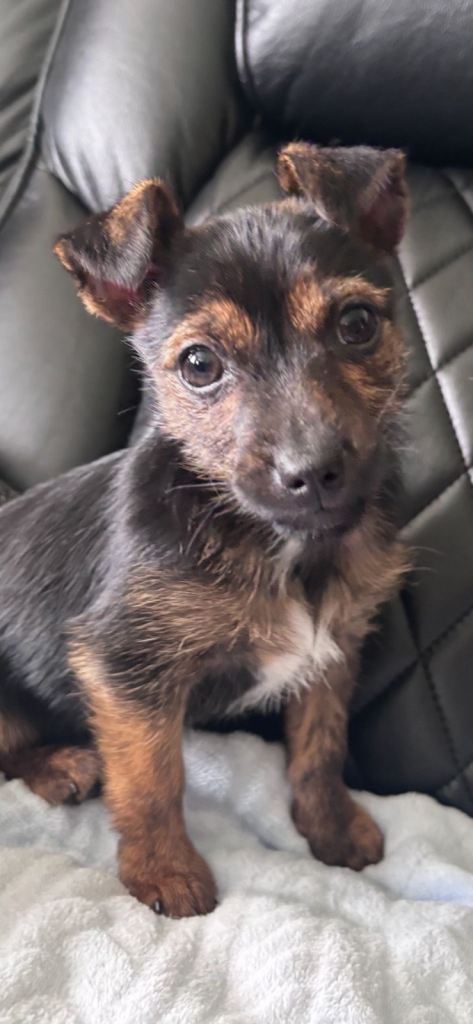 Jack Russell pup 