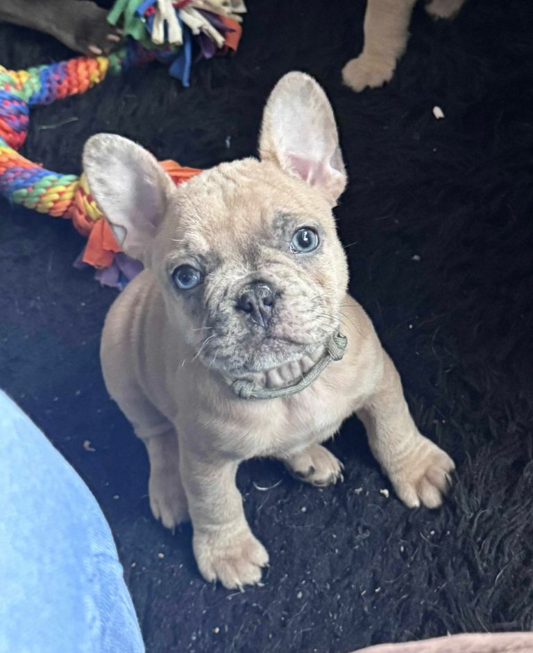 French bulldog boy