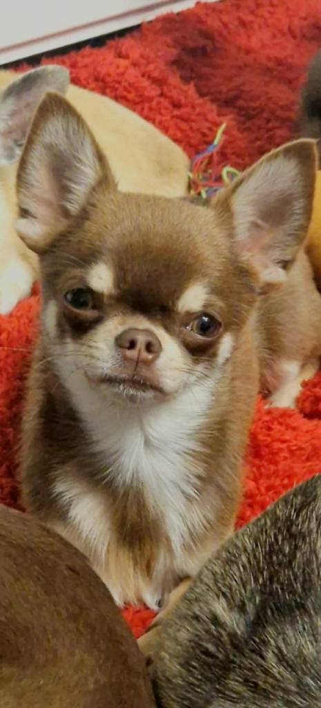 Chihuahua