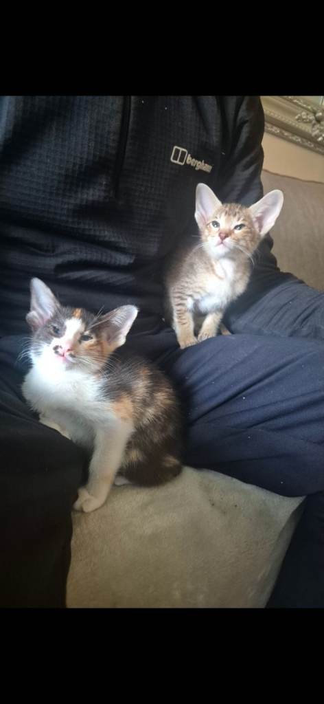 Pedigree Oriental kittens (only 2 remaining)