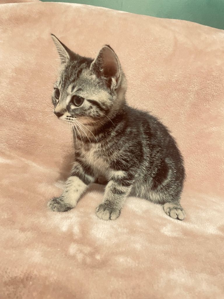 Lovely Tabby Kitten – British-Type Domestic Shorthair