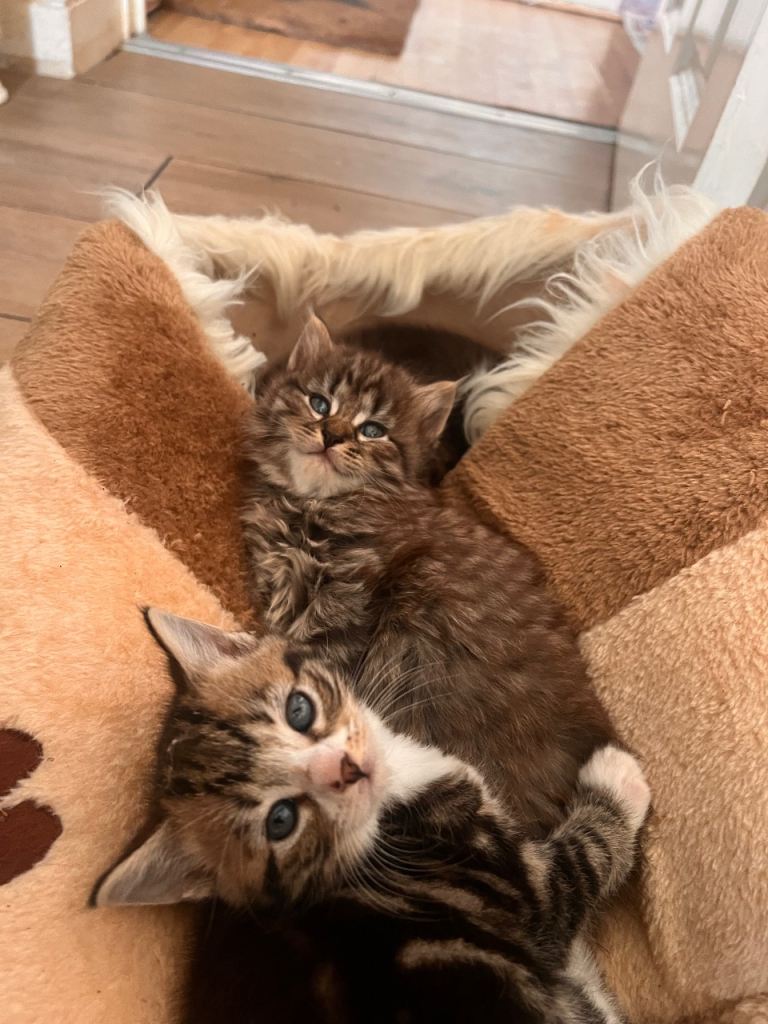 Kittens need new home 