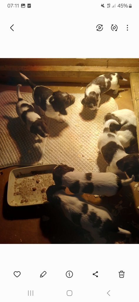 KC Springer Spaniel puppies for sale 