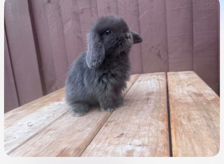 Baby mini lop rabbits one boy silver grey left 