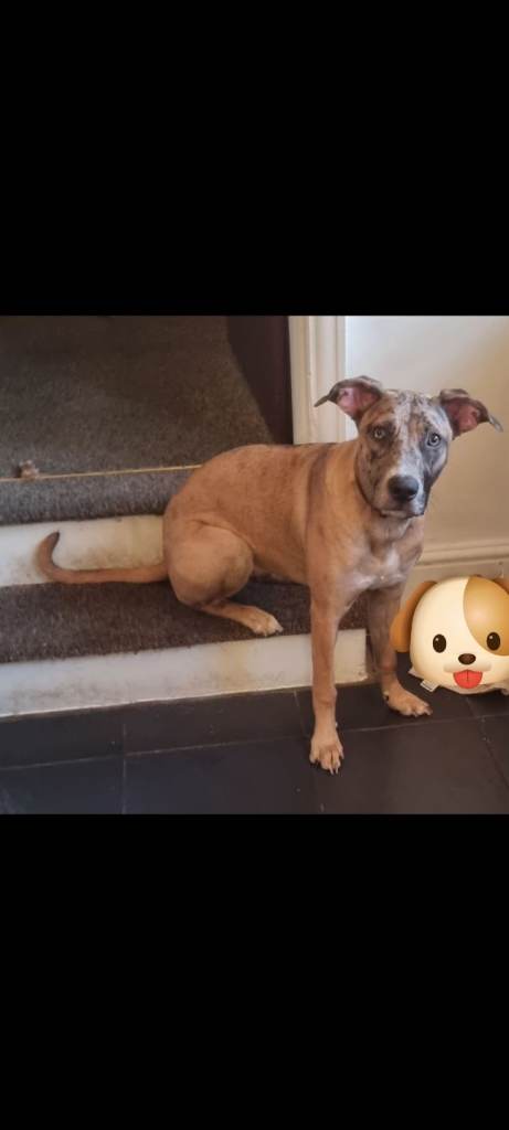 Catahoula leopard dog x Belgian malinois