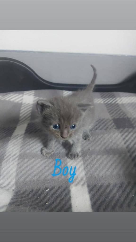 Ragdoll cross kittens 