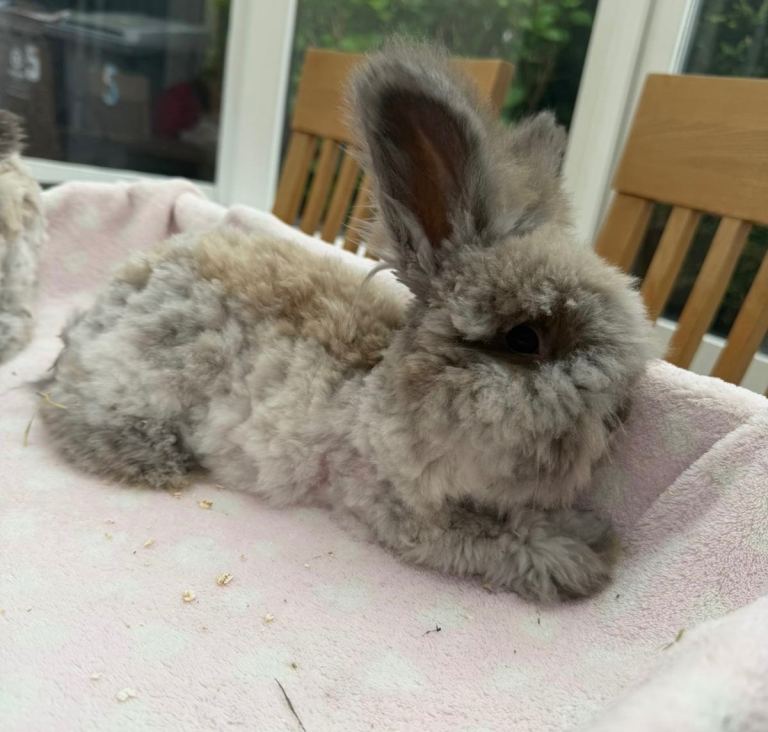 Angora bunnies  £130