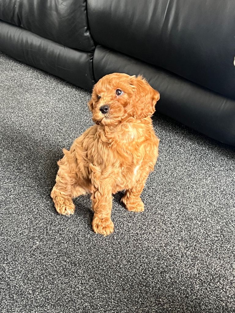 Male Cavapoo puppy 