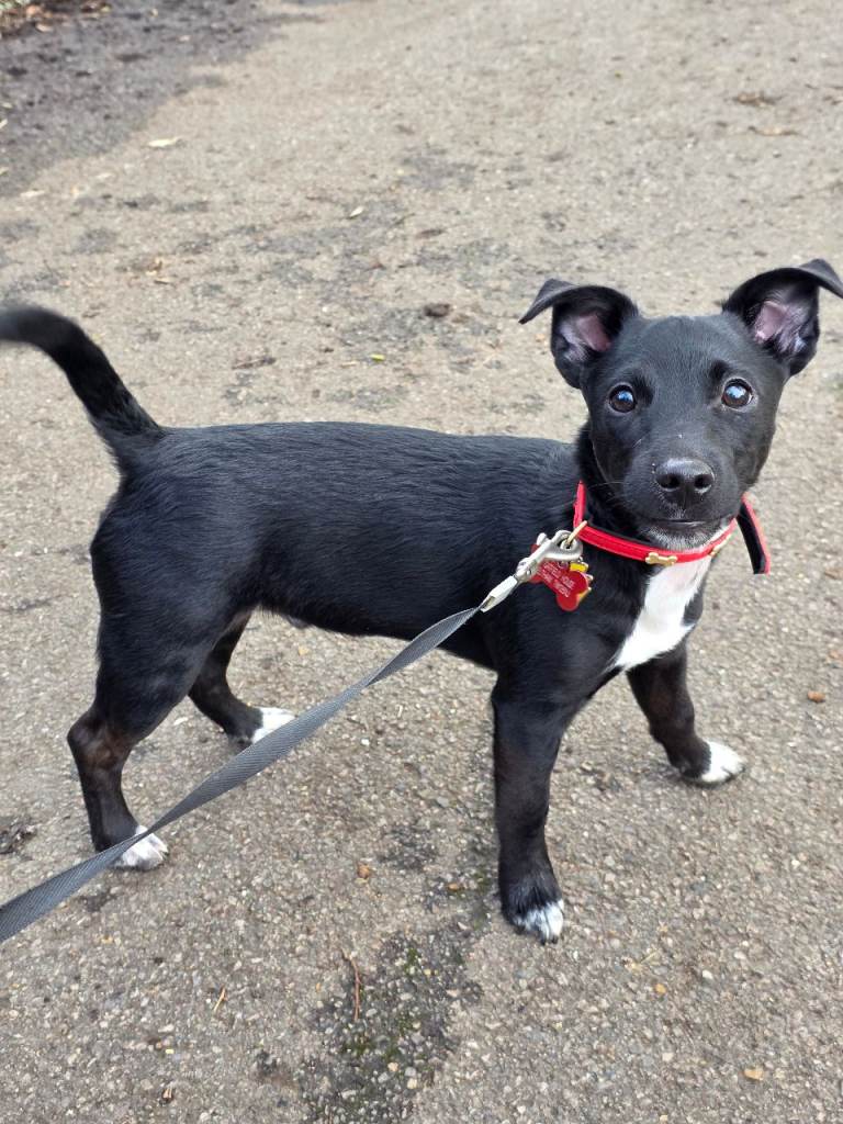 Tarot the 4 month old Jackapom