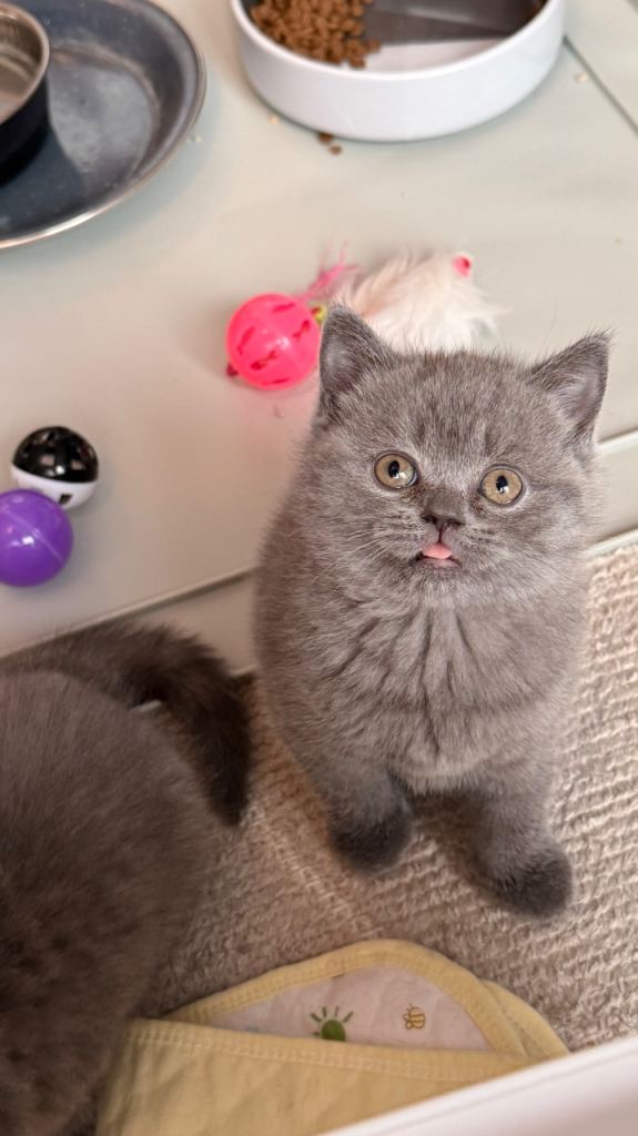 British Shorthair kittens 2 Boys and 1 Girl 