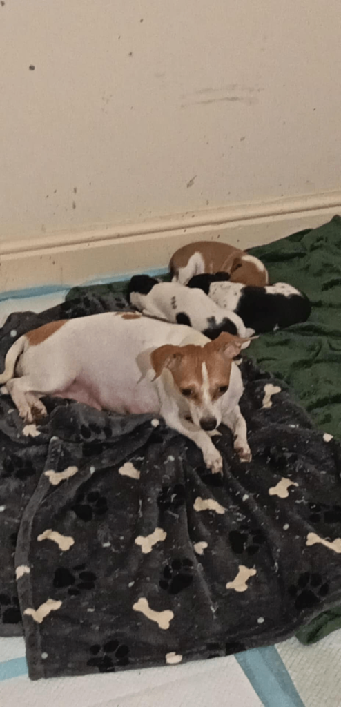 Black and white male puppy for sale 