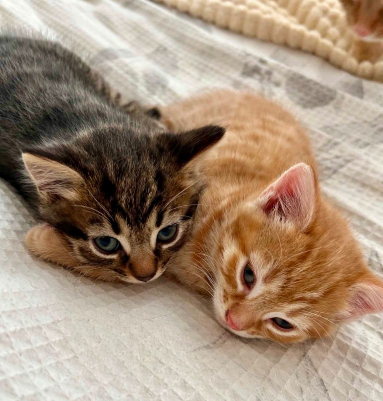 Beautiful Kittens Looking for their Forever Homes (Tabby Boy & Ginger Girl)