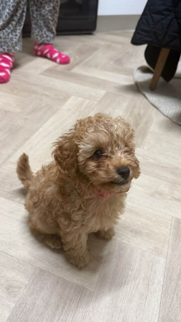 Toy poodle  female 