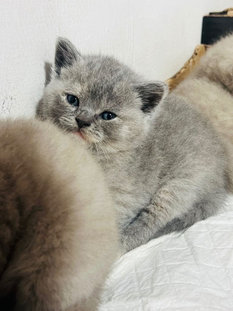 BSH kittens 