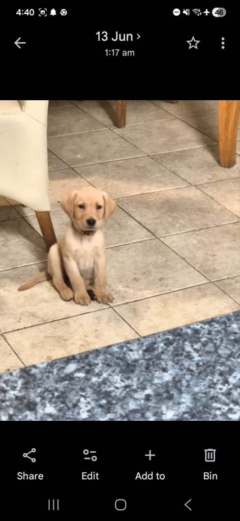 Adorable labrador puppies Pedigree registered 