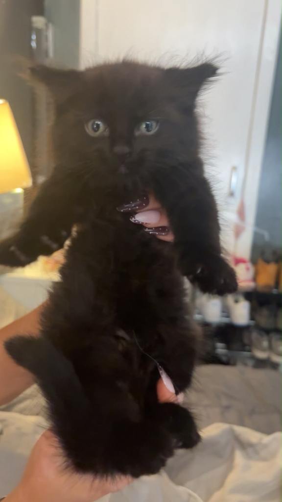 3 Lovely Black fluffy kittens for sale
