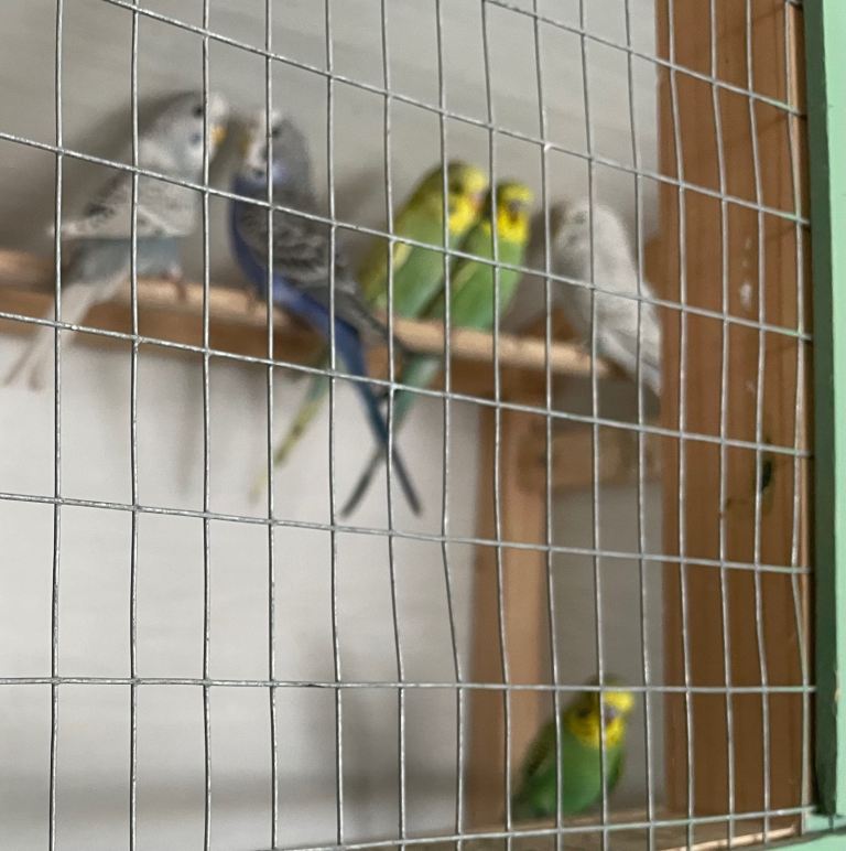 Budgies for sale  