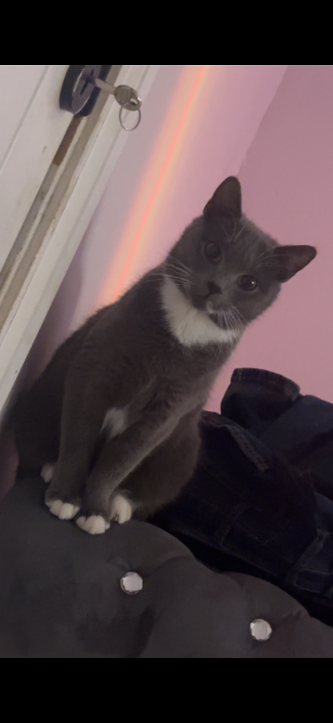 british shorthair blue grey