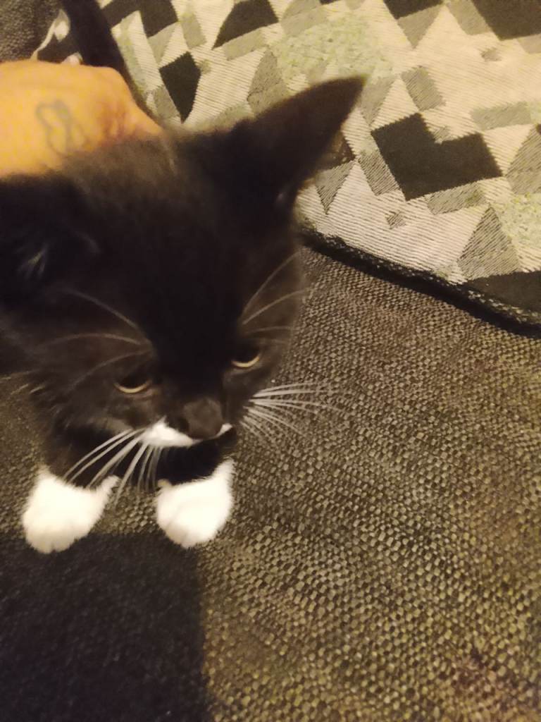 Litter of 4 kittens 9 weeks old 