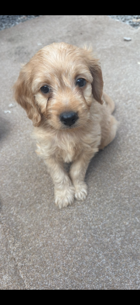 Cocker puppies 