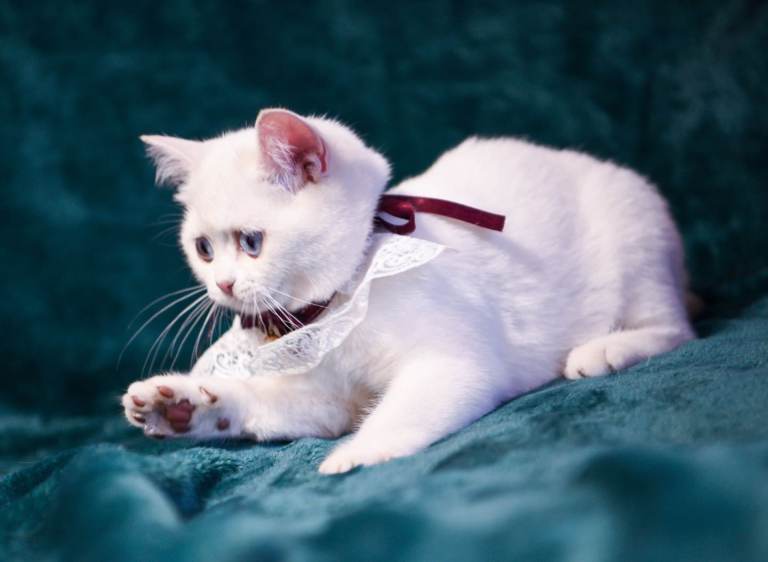 British shorthair kittens 