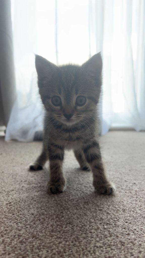 Male Tabby Kitten 