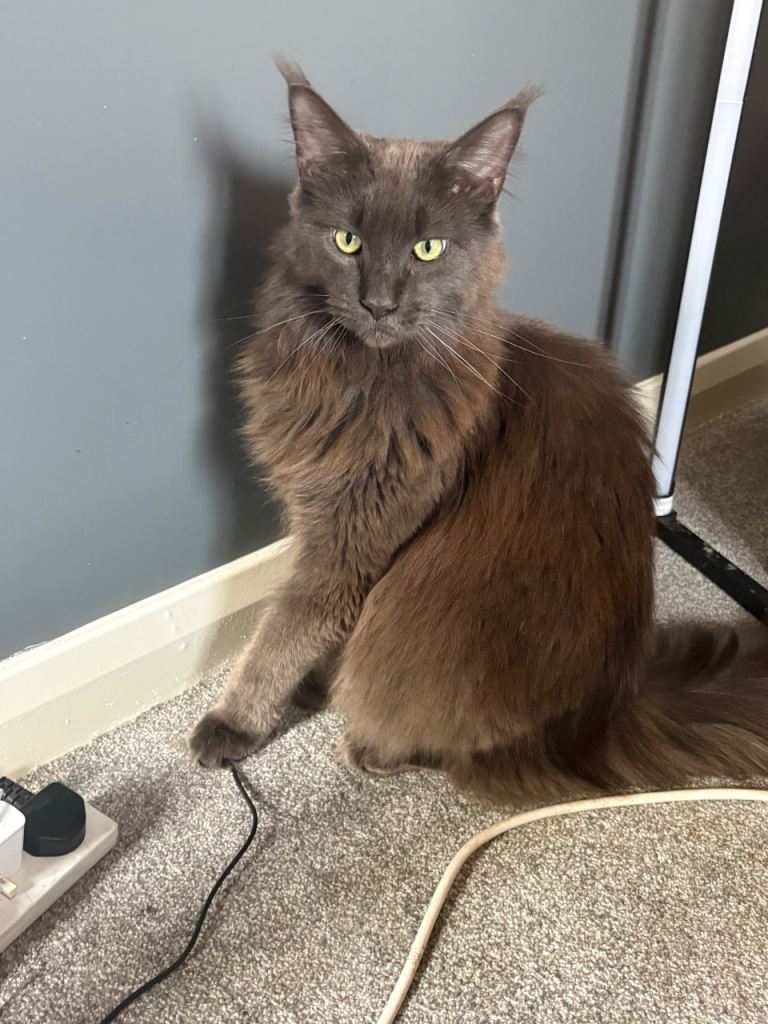 Stunning Grey Maine Coon Cat – Friendly & Ready for New Home
