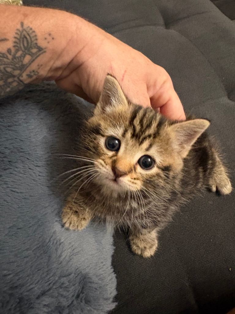 3 reserved 1 Girl Left - mixed breed ready 12th October