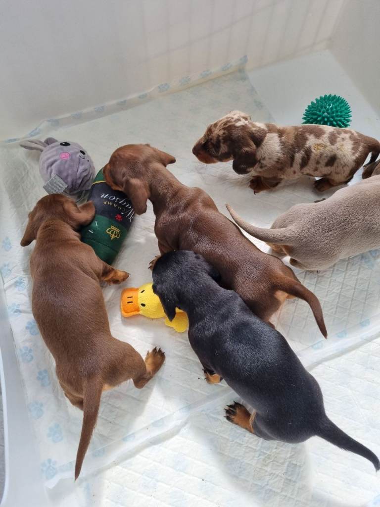Beautiful miniature smooth dachshund puppies 