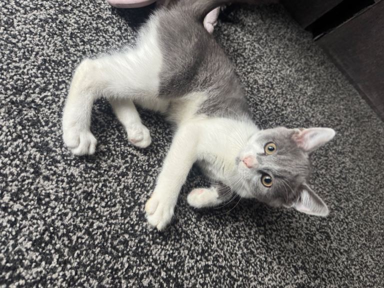 Kitten 
