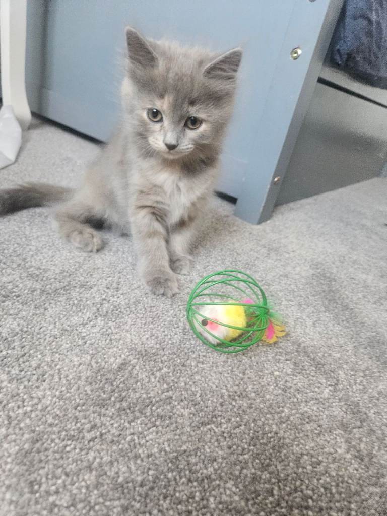 Last gorgeous persian mix kitten left